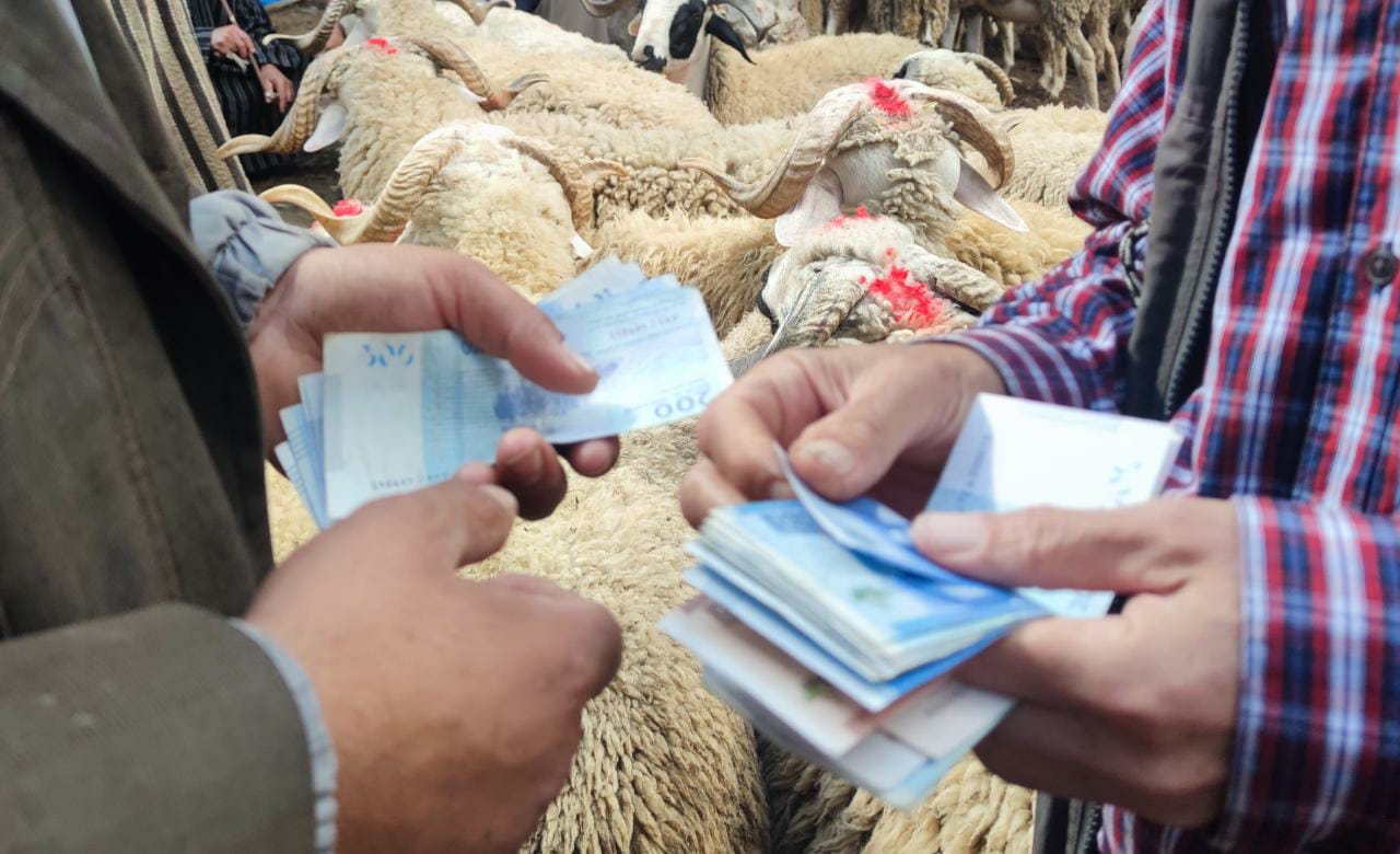 أسعار الماشية