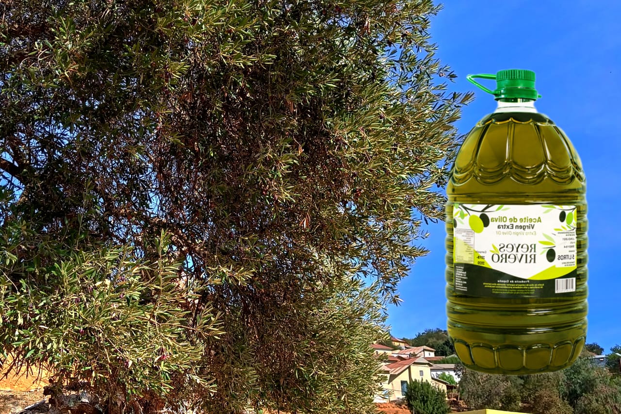 غلاء زيت الزيتون