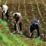الفلاحة