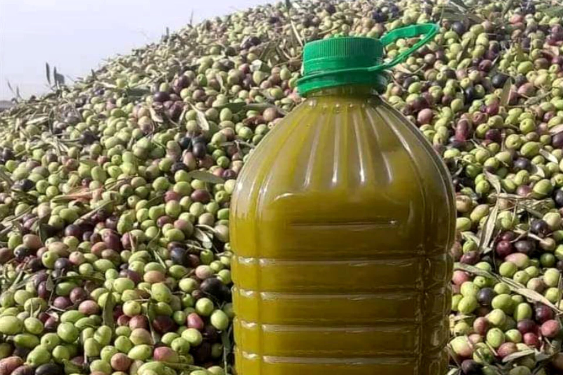 زيت الزيتون والزيتون