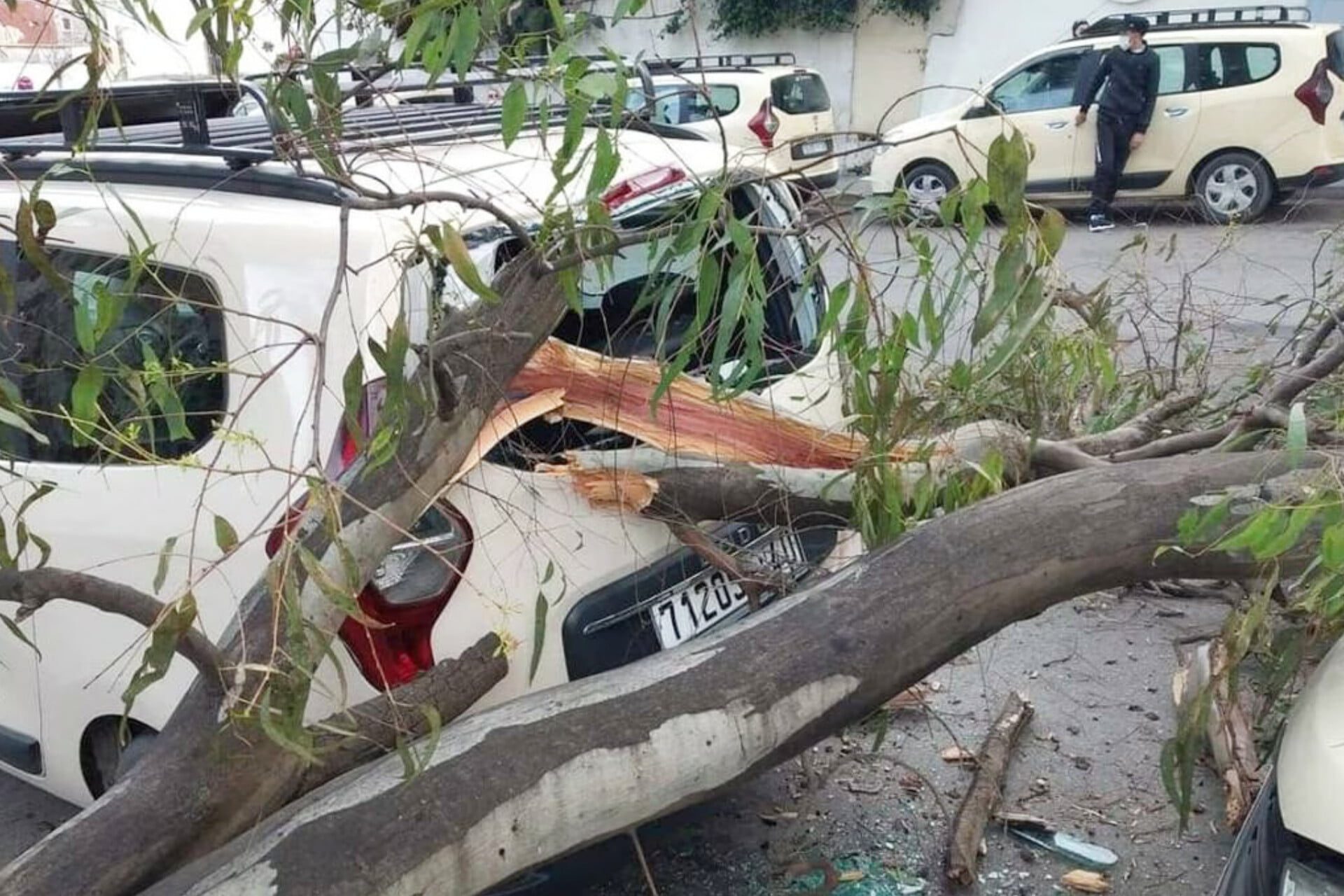 سقوط شجرة على سيارة أجرة