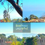 بنايات عشوائية وسط الغابات