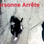 مجرم