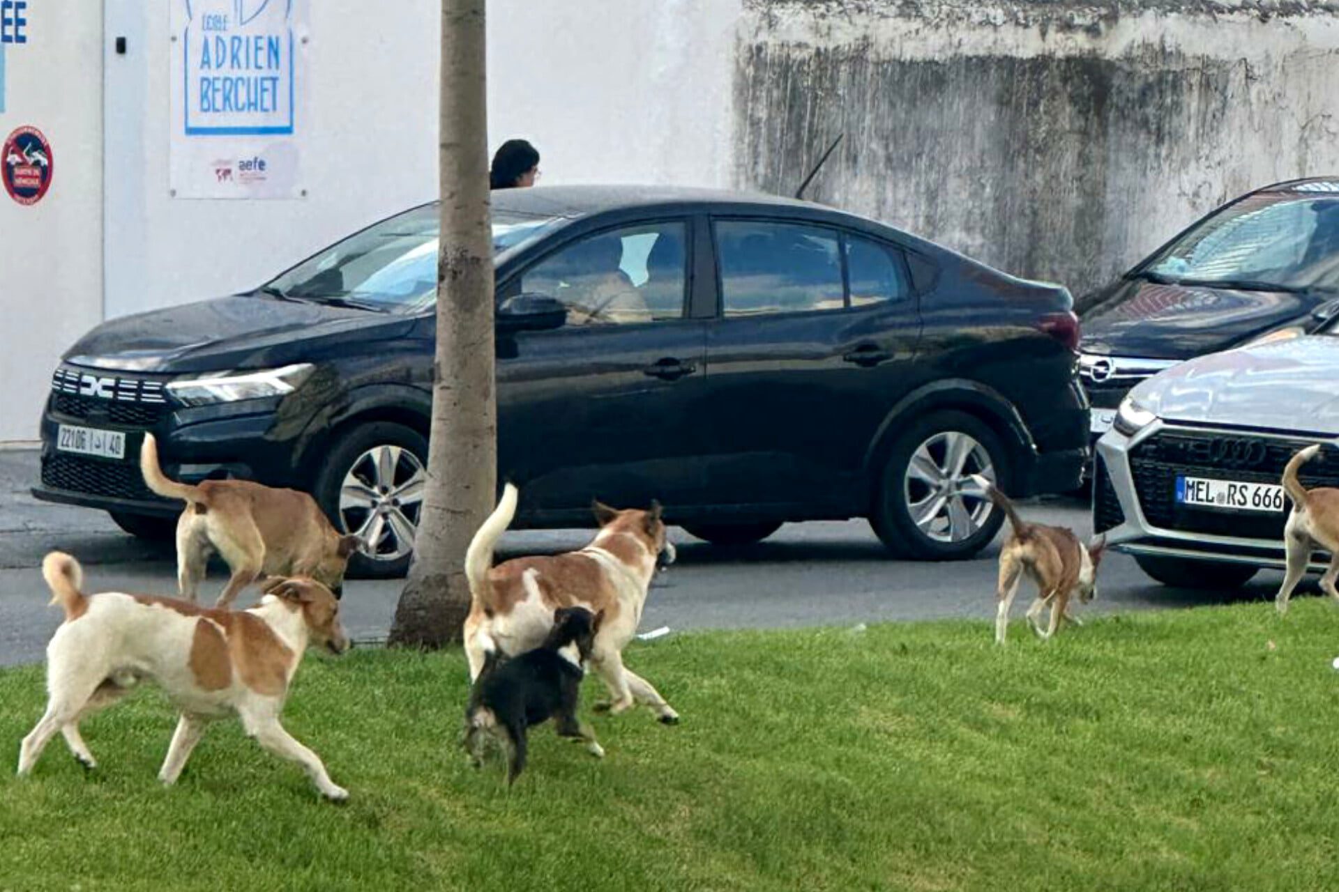 الكلاب الضالة تغزو شوارع طنجة
