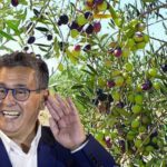 زيت الزيتون الإسبانية تفضح أخنوش