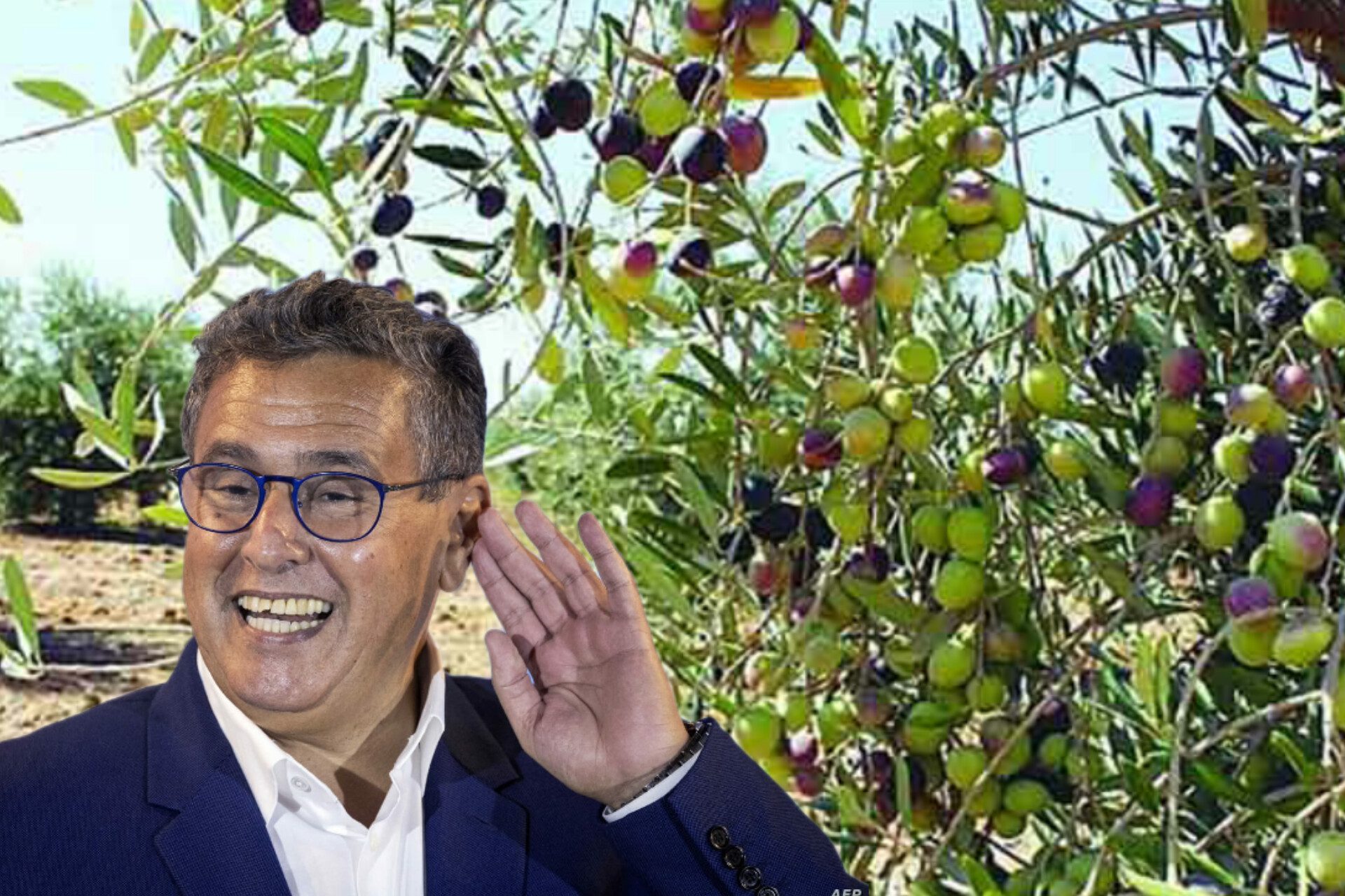 زيت الزيتون الإسبانية تفضح أخنوش