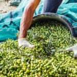 أسعار زيت الزيتون في المغرب حسب المناطق