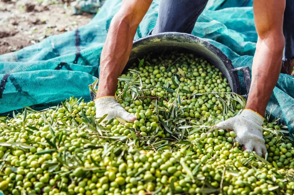 أسعار زيت الزيتون في المغرب حسب المناطق