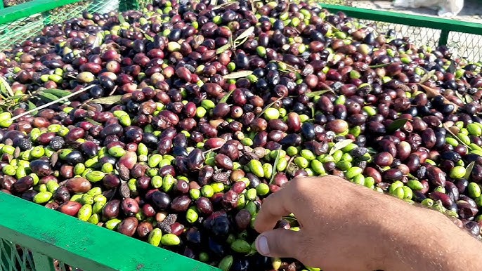 زيت الزيتون.. بداية انخفاض الأسعار في هاته المناطق