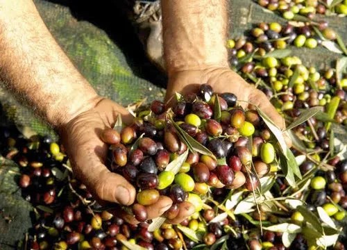 زيت الزيتون.. بداية انخفاض الأسعار في هاته المناطق