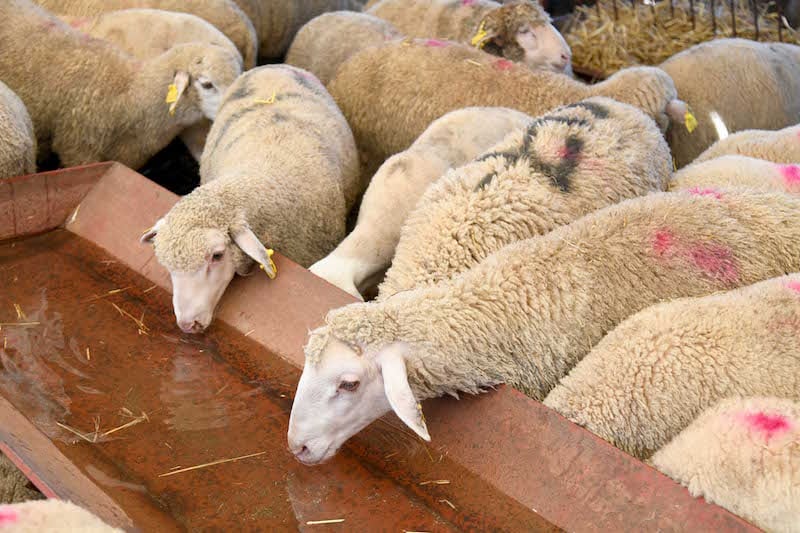 قرار جديد لوزير الفلاحة بخصوص إناث قطيع الغنم