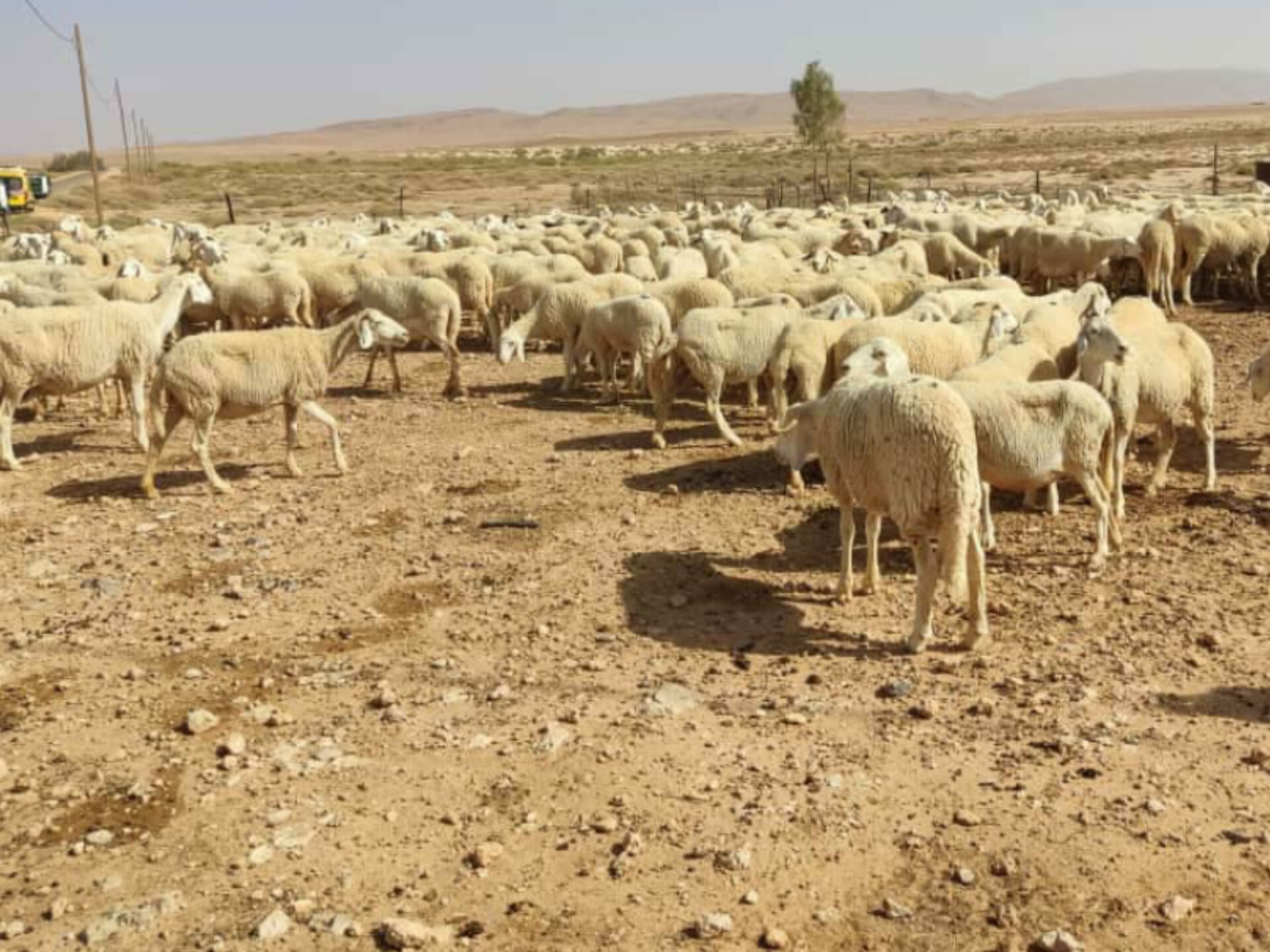 قرار جديد لوزير الفلاحة بخصوص إناث قطيع الغنم