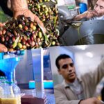آخر أسعار زيت الزيتون بالمغرب
