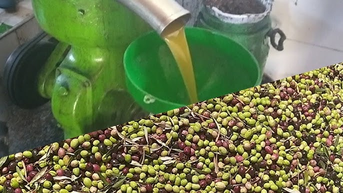 زيت الزيتون