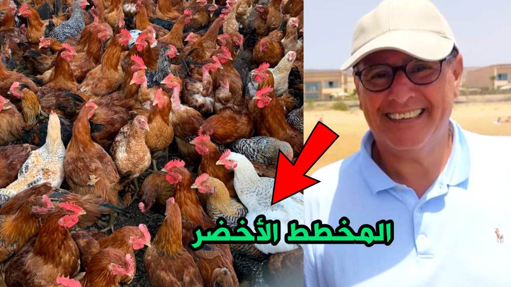 غلاء أسعار الدجاج من نتائج المخطط الأخضر