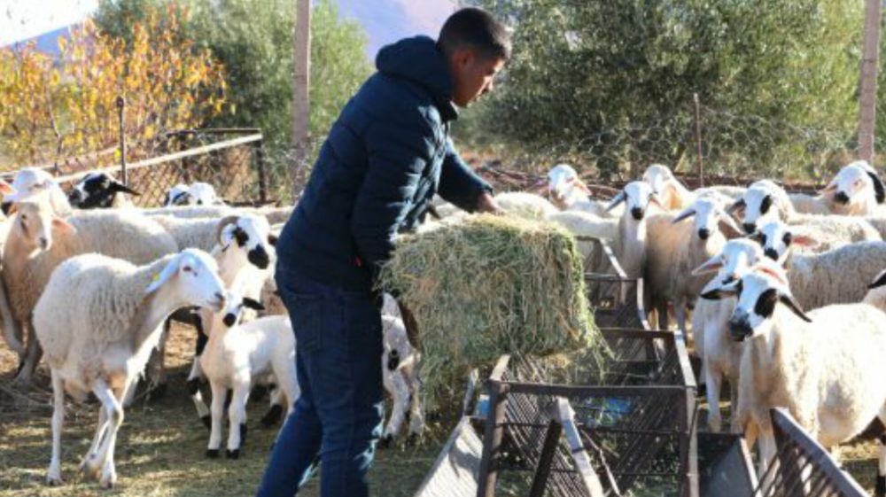 إحصاء قطيع الأغنام والماعز بجهة طنجة تطوان الحسيمة