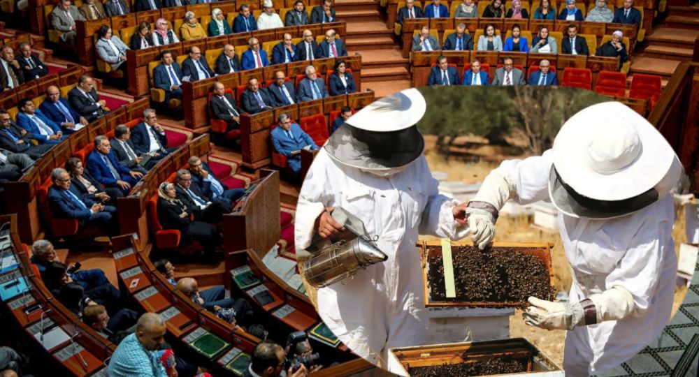 قرار جديد في البرلمان بخصوص أسعار العسل في المغرب