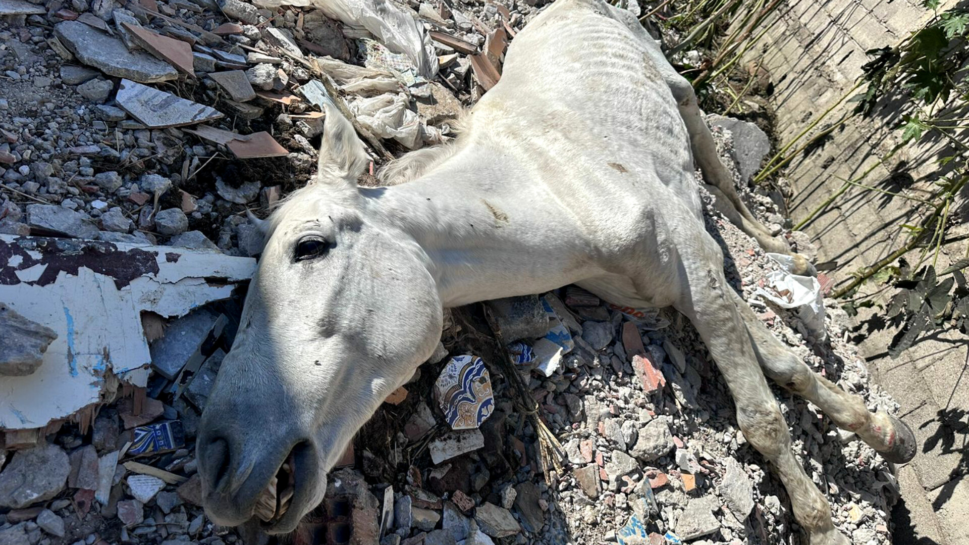 وفاة حصان في المحجز الجماعي بطنجة تثير غضب نشطاء حقوق الحيوان والبيئة