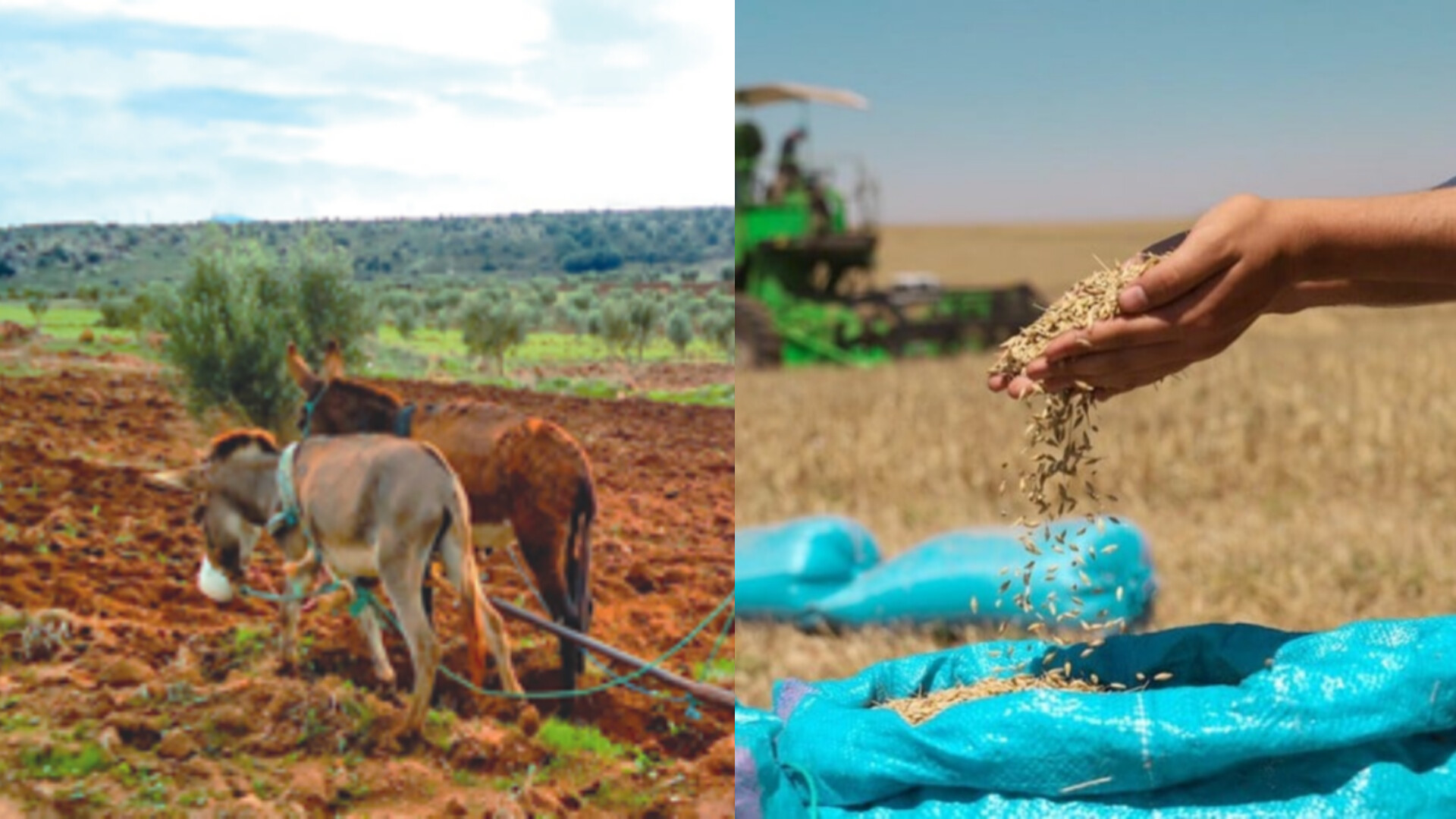 السياسة الفلاحية والغذائية بالمغرب