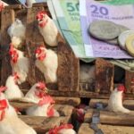 بعد أمطار الخير.. أسعار الدجاج تسجل انخفاضا ملحوظا