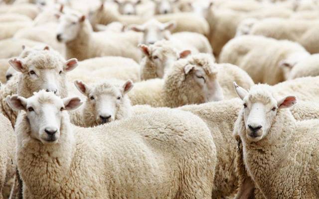 فضيحة استيراد الأغنام من رومانيا.. طاعون قاتل وخسائر فادحة