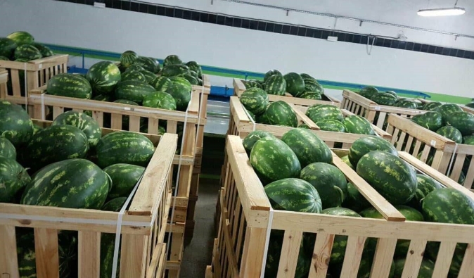 سوق البطيخ الأحمر بين الإنتاج المحلي والتصدير