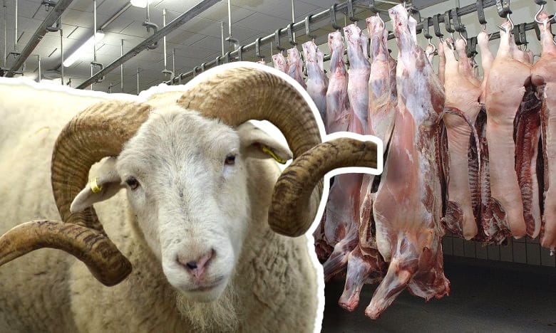 حقيقة إغلاق المجازر قبل عيد الأضحى بأسبوعين