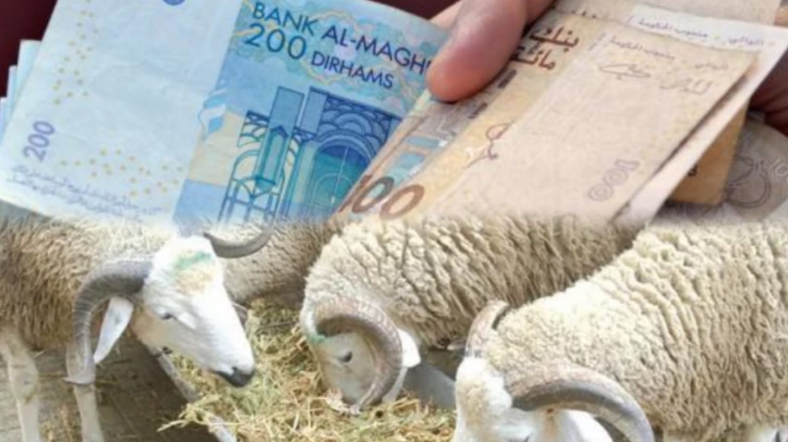 هذه قيمة الدعم الجديد لتربية المواشي