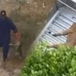 تحركات لقتل الكلاب والقطط الضالة تثير جدلا في طنجة وسكان يفكرون في مراسلة والي الجهة