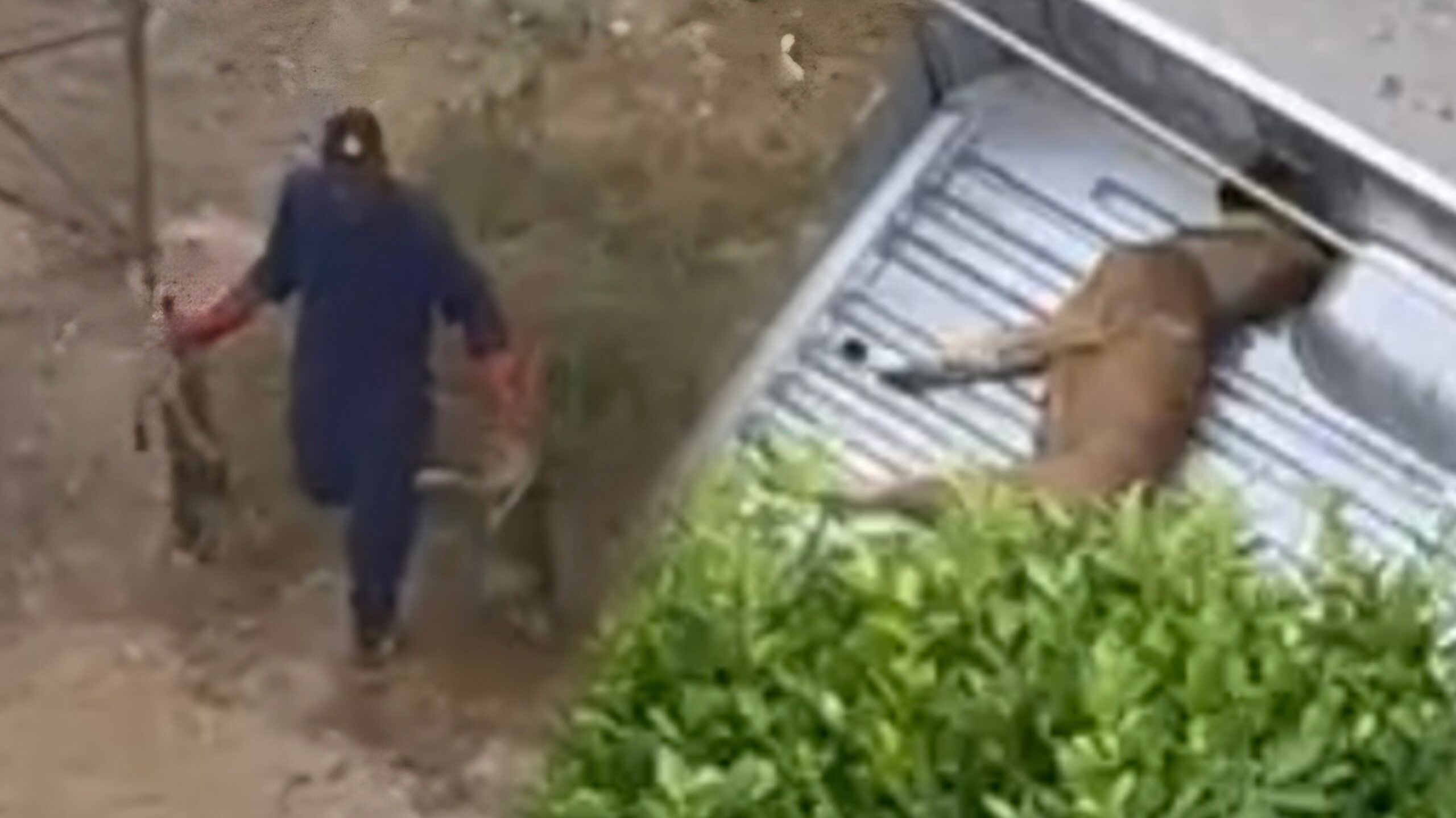 تحركات لقتل الكلاب والقطط الضالة تثير جدلا في طنجة وسكان يفكرون في مراسلة والي الجهة
