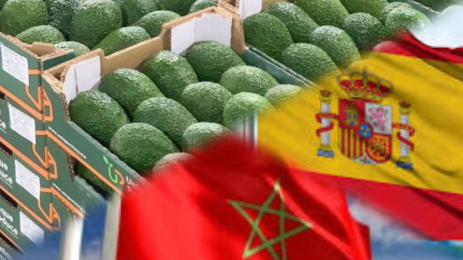 رغم تبعات الجفاف.. المغرب يتصدر مورّدي الأفوكادو إلى إسبانيا في 2025 بصادرات قياسية