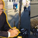 ذبول أشجار في أرصفة ومناطق خضراء بطنجة.. يسائل ميزانية 7000 مليون سنتيم لمقاولة محظوظة