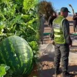 عامل إقليم طاطا ينفذ حملة على حقول فاكهة الدلاح