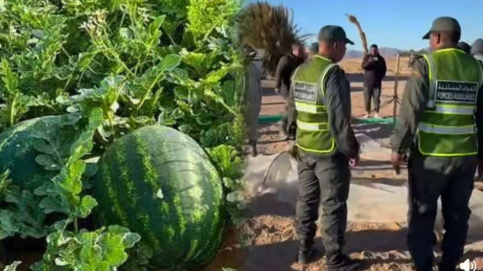 عامل إقليم طاطا ينفذ حملة على حقول فاكهة الدلاح