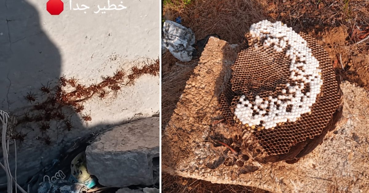 خلية دبابير شرقية تهاجم المناحل وتقترب من المدارس بتطوان.. ونحالون يدقون ناقوس الخطر