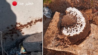 خلية دبابير شرقية تهاجم المناحل وتقترب من المدارس بتطوان.. ونحالون يدقون ناقوس الخطر