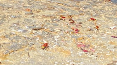 توسع مقلق للدبور الشرقي بطنجة.. ومهنيون يحذرون من خطره المناحل