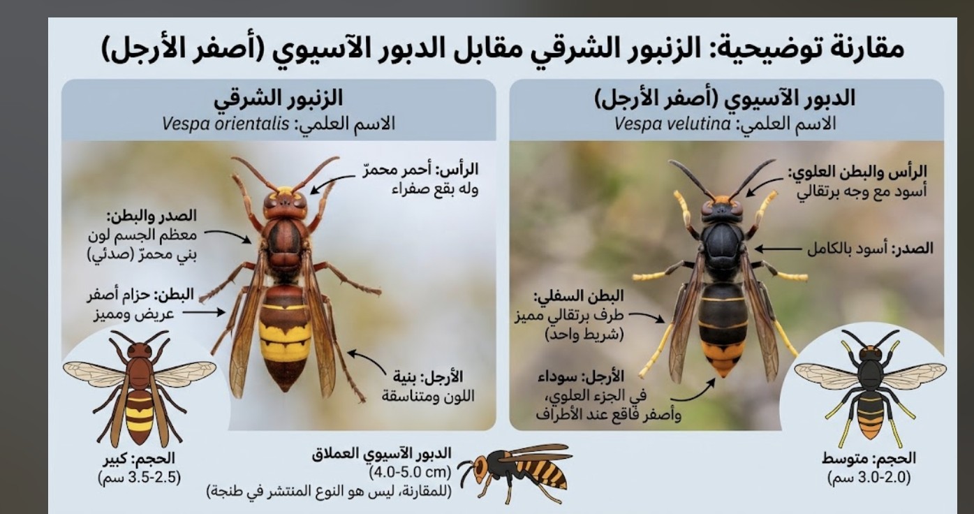 مقارنة توضيحية بين الديور الآسيوي وبين الزنبور الشرقي 