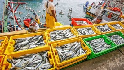 ارتفاع مفرغات الصيد بالموانئ المتوسطية 7% وتراجع قيمتها بـ10% خلال 2026