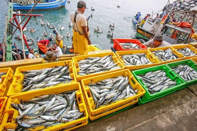 ارتفاع مفرغات الصيد بالموانئ المتوسطية 7% وتراجع قيمتها بـ10% خلال 2026