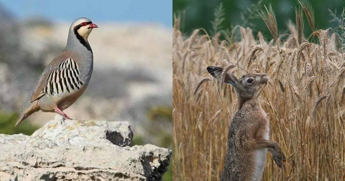 مع انطلاق موسم القنص.. توجيهات للقناصين لحماية الحجل والأرنب البري واحترام القانون